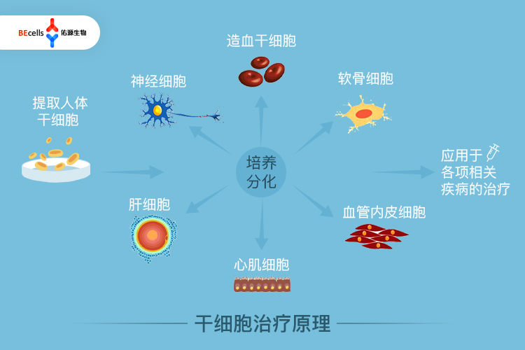 干细胞治疗最新进展，突破与挑战同在