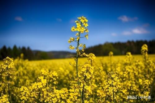 最新油菜籽价格动态及其市场影响全面解析