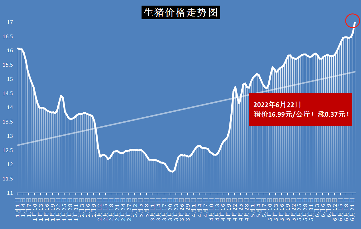 河南最新猪价动态解析报告