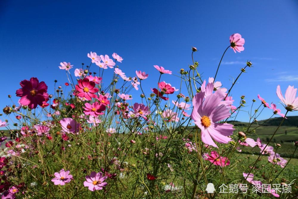 音乐之旅的感动与收获，一路格桑花下载之旅