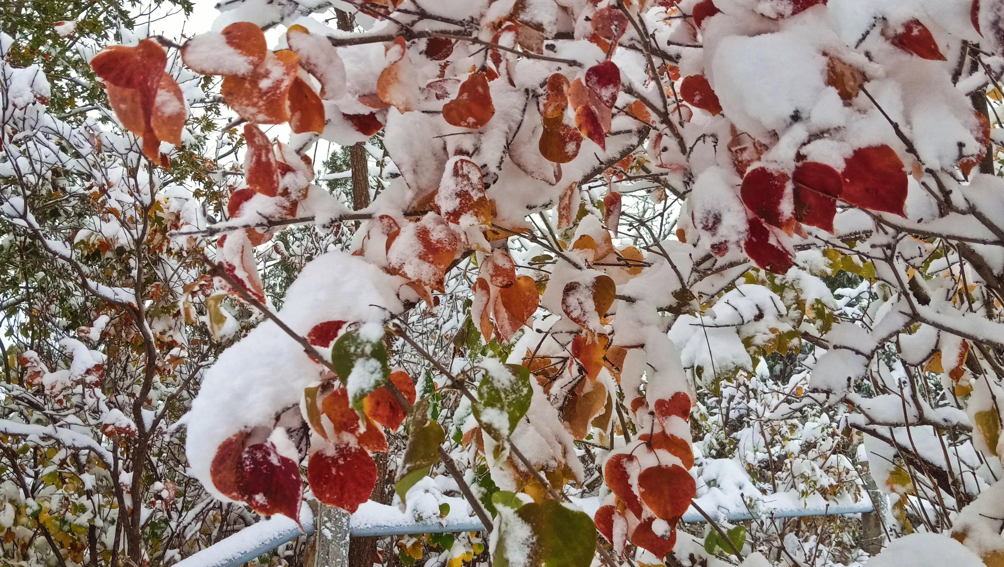 战恋雪，微盘下载之旅的浪漫启程