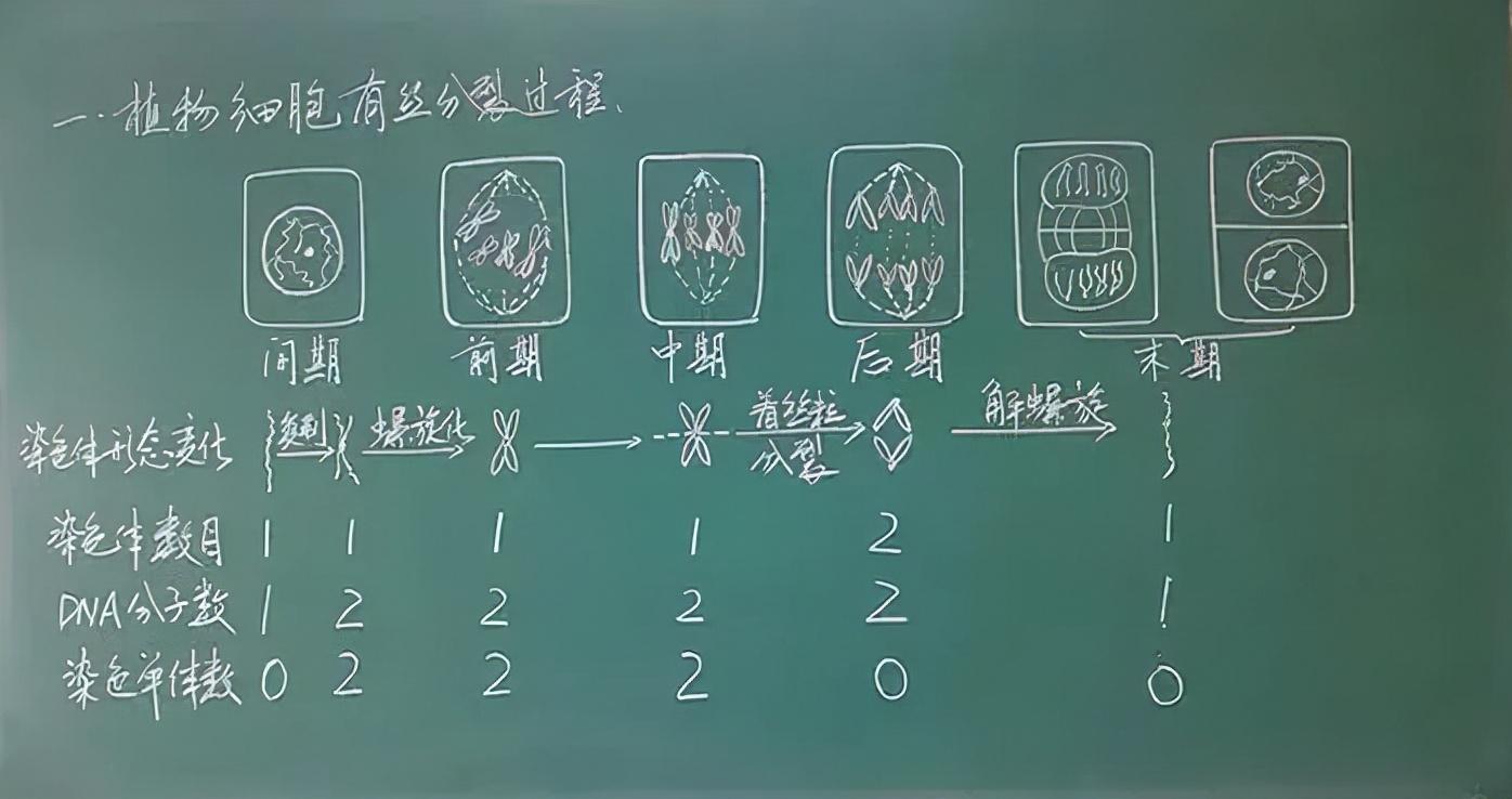 植物字体探索，自然艺术字库下载之旅