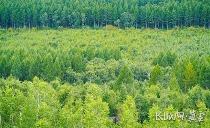 西岗子试验林场新项目，引领绿色发展的先锋力量