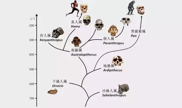 澳门一码一肖一特一中直播结果,动态调整策略执行_QHD版70.836