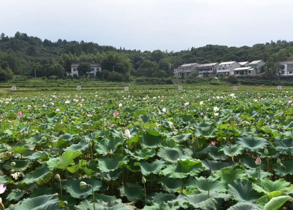 加娃村新项目启动，乡村振兴的新动力源泉