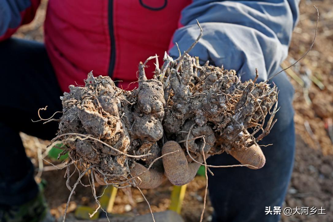 苍术最新市场行情解析