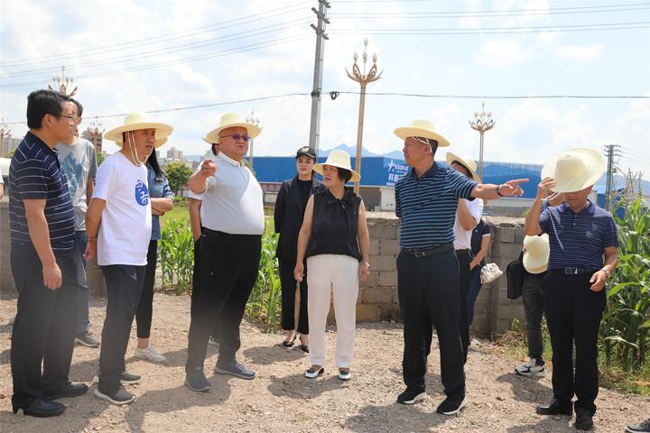 九龙街道与板桥镇的天气信息及更多详解