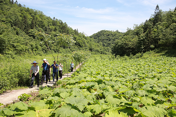 棣棠乡新项目启动，引领乡村发展新篇章