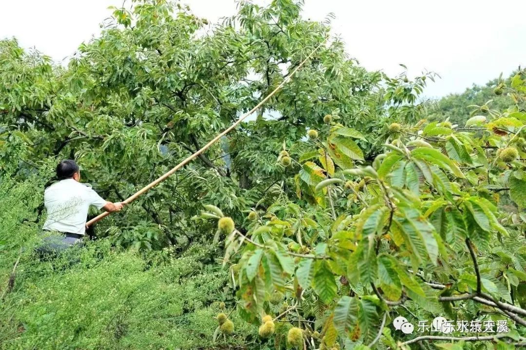 板栗树乡最新项目，乡村振兴的新动力