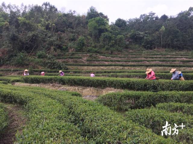 东径茶场最新动态报道