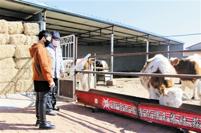 巨日合镇最新项目，地区发展先锋力量引领前行